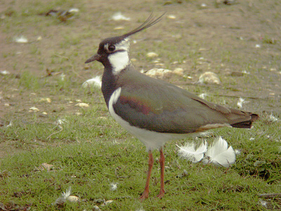 Lapwing